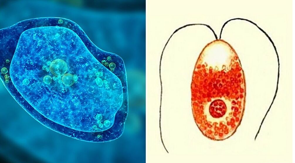 parasites unicellulaires, amibe dysentérique et Plasmodium malarique