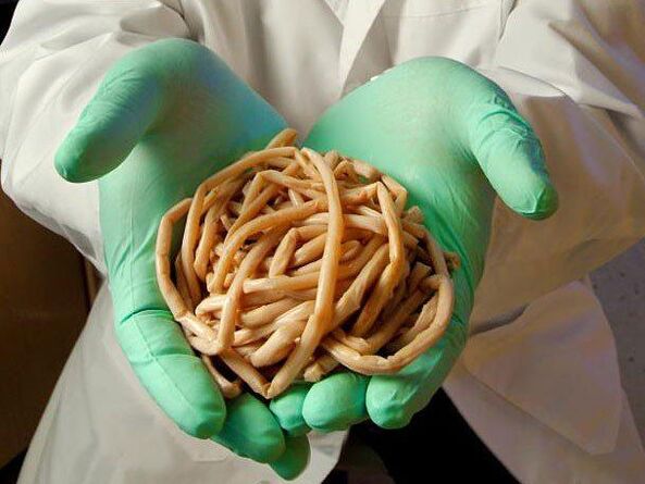 Quels sont les parasites dangereux